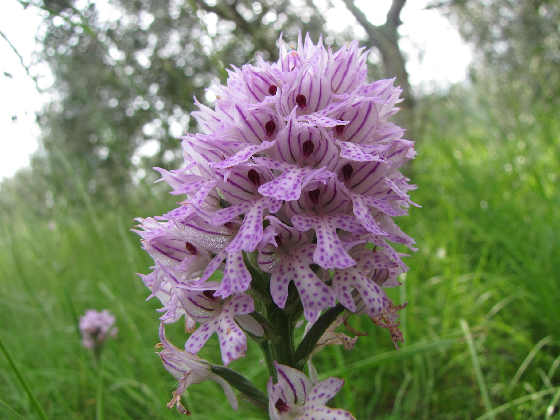 Neotinea tridentata, Ochis militari, simia e Anacamptis morio